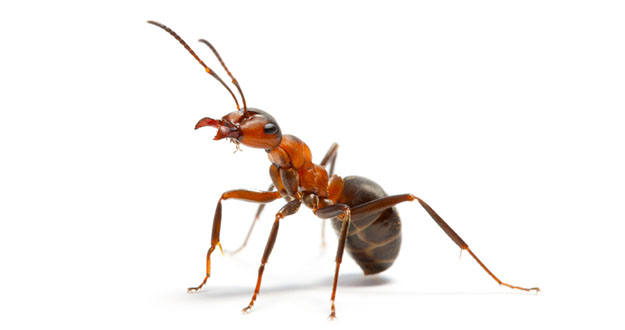 Ant Pest Control in and near Brooksville Florida