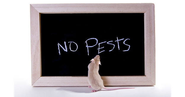 Rental Property Pest Control in and near Brooksville Florida