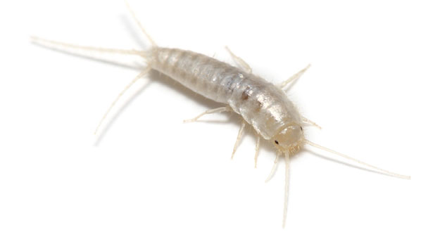 Silverfish Pest Control in and near Brooksville Florida