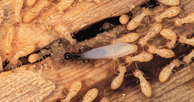 Subterranean Termite Control in and near Brooksville Florida