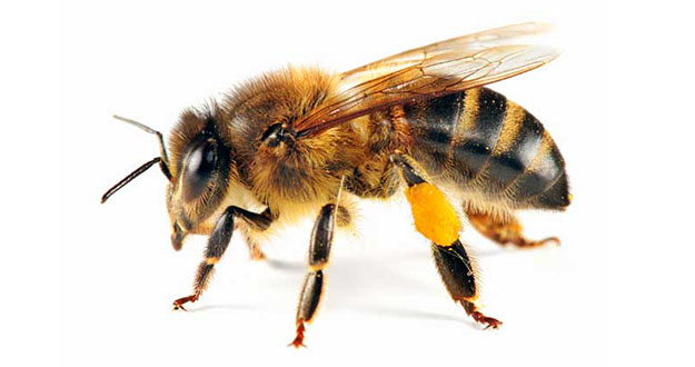 Bee Pest Control in and near Homosassa Springs Florida