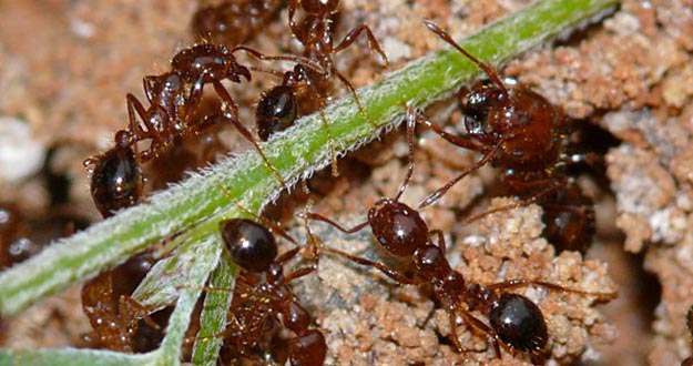 Fire Ant Pest Control in and near Homosassa Springs Florida