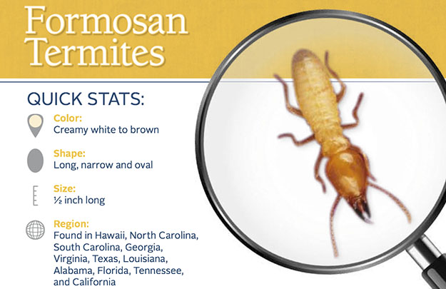 Formosan Termite Control in and near Homosassa Springs Florida