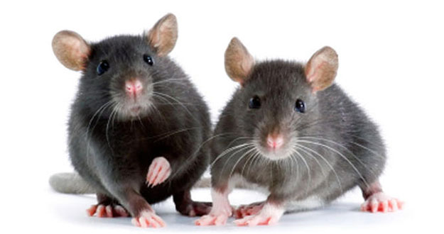 Mice Pest Control in and near Homosassa Springs Florida
