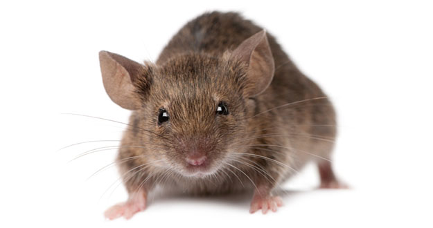 Mouse Pest Control in and near Homosassa Springs Florida