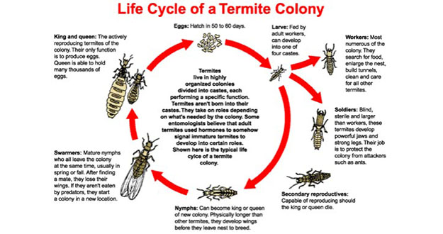 Termite Treatment Pest Control in and near Homosassa Springs Florida