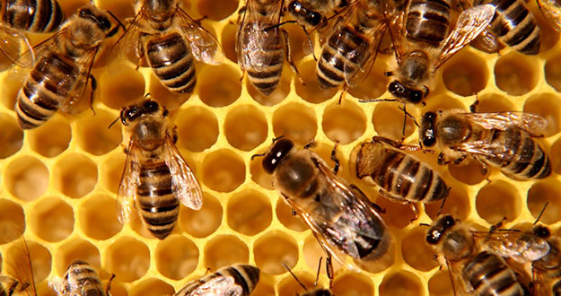 Honey Bee Pest Control in Florida