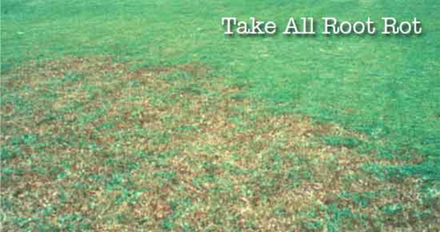 Take all Root Rot Control in Florida