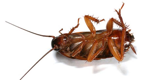 Cockroach Pest Control in and near Lutz Florida