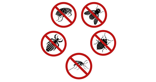Bug Pest Control in and near New Port Richey Florida