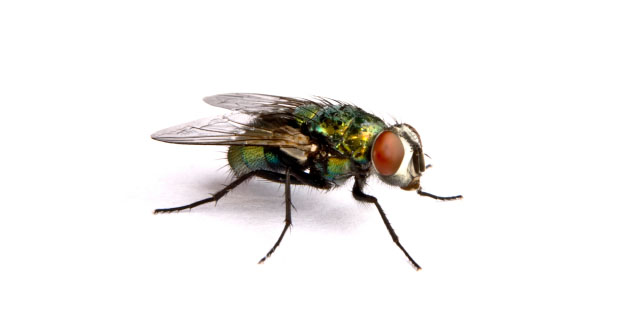 Fly Pest Control in and near New Port Richey Florida