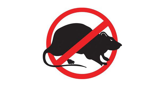 Rat Pest Control in and near New Port Richey Florida