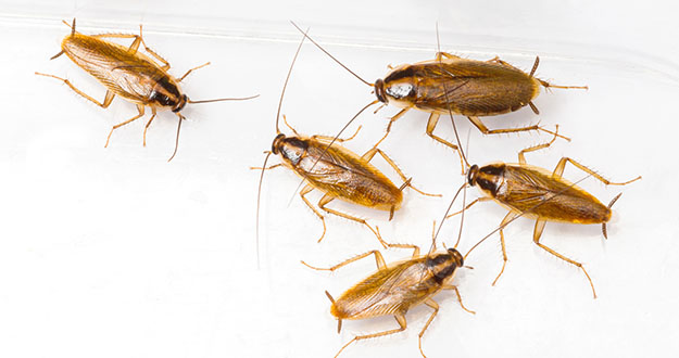 German Roach Pest Control in and near Spring Hill Florida