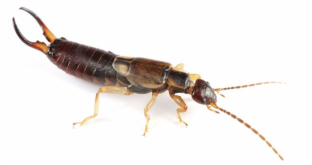 Earwig Pest Control in and near Tampa Florida