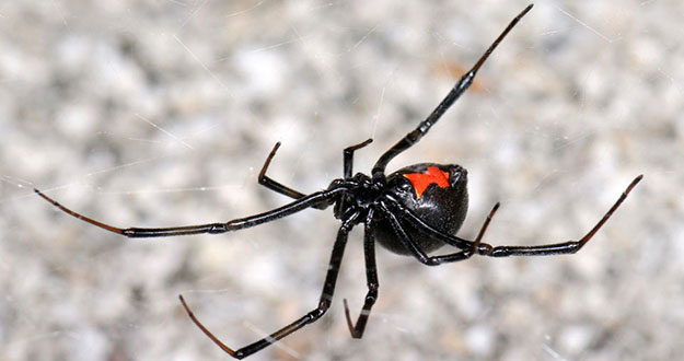Spider Pest Control in and near Tampa Florida