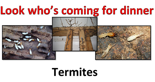 Termite Control in and near Tampa Florida