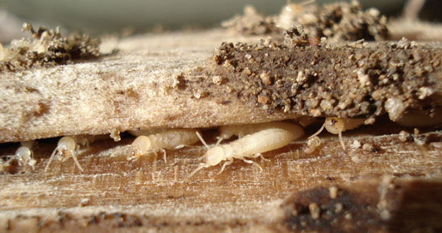 Termite Prevention Pest Control in and near Tampa Florida