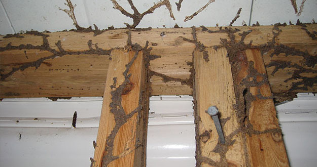 Wood Termite Control in and near Tampa Florida