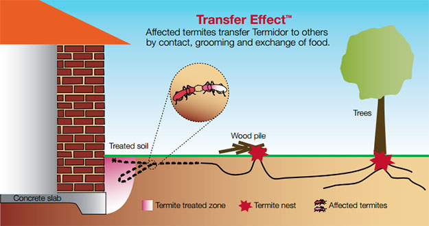 Termite Extermination in and near Tarpon Springs Florida