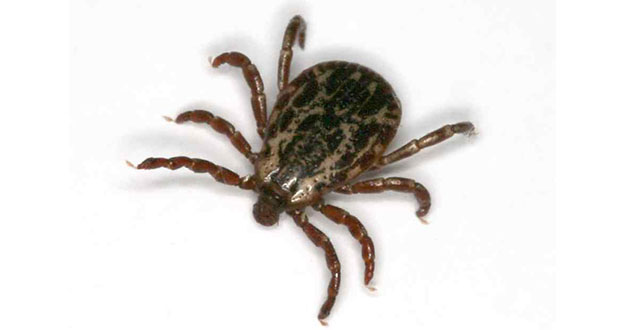 Tick Pest Control in and near Tarpon Springs Florida