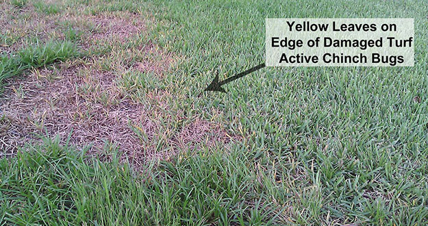 Chinch Bug Pest Control in Florida