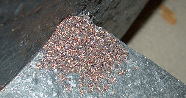 Drywood Termite Control in Florida