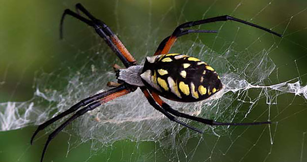 Exterior Pest Control in Florida