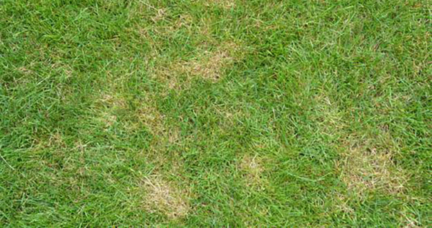 Lawn Fungus Control in Florida