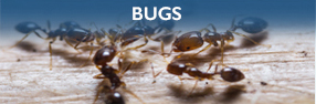Pest Control