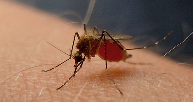 Mosquito Pest Control in and near New Port Richey Florida