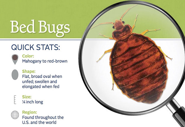 Bed Bug Pest Control in and near Palm Harbor Florida