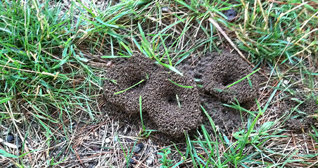 Lawn Pest Control in and near Spring Hill Florida