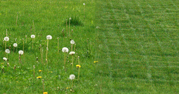 Lawn Weed Control in and near Spring Hill Florida
