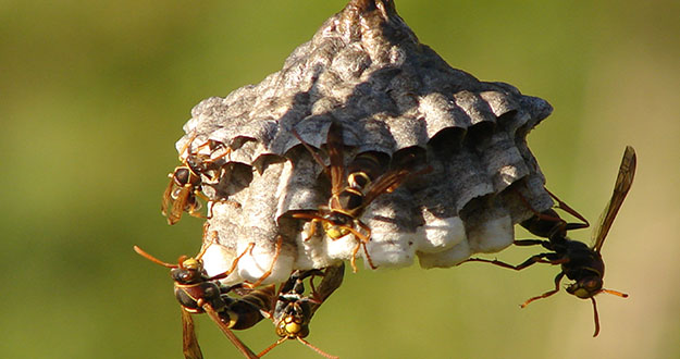 Wasp Pest Control in and near Tampa Florida