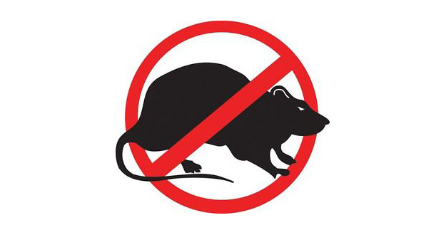 Rat Pest Control in and near Zephyr Hills Florida